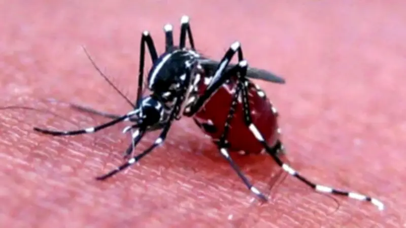 সারাদেশে ডেঙ্গুতে ১৩৯ আক্রান্ত, নোয়াখালীতে সড়ক দুর্ঘটনায় মাদরাসাছাত্রের মৃত্যু