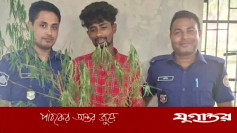 পিরোজপুরে গাঁজা গাছসহ মাদক ব্যবসায়ী গ্রেফতার