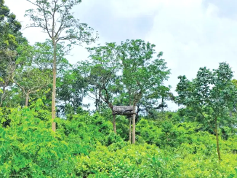 খুটাখালী বনে মাচাং থেকে হাতি হত্যা: ভিলেজার প্রথা ও অস্ত্রের ভূমিকা