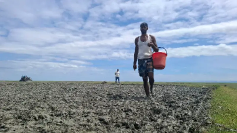 সন্দ্বীপের সবুজচরে বাইন পদ্ধতিতে ধান চাষে ব্যস্ত কৃষক