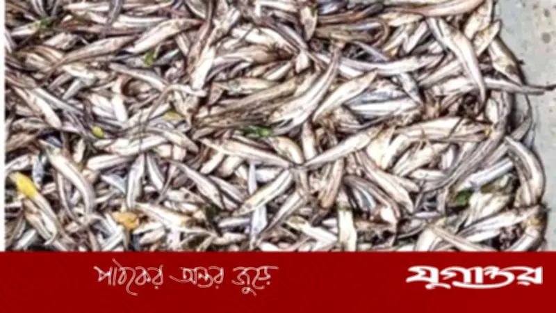 পটিয়ায় দুর্বৃত্তের বিষে সাড়ে ৪ লাখ টাকার পোনা মাছ নিধন