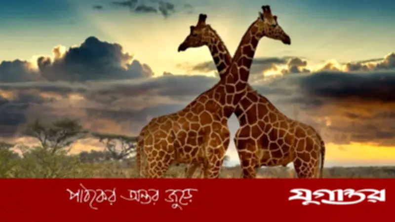 জিরাফের যোগ-বিয়োগ বোঝার ক্ষমতা প্রমাণিত: গবেষণায় চমকপ্রদ তথ্য