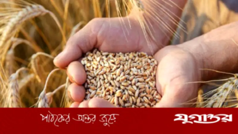 যুক্তরাষ্ট্র ও সিঙ্গাপুর থেকে ১ হাজার ৫২ কোটি টাকার গম কিনছে সরকার