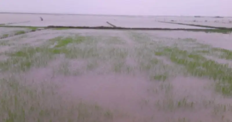 টানা বৃষ্টিতে পটুয়াখালীর বাউফলে জনজীবন বিপর্যস্ত, প্লাবিত বীজতলা ও মাছের ঘের