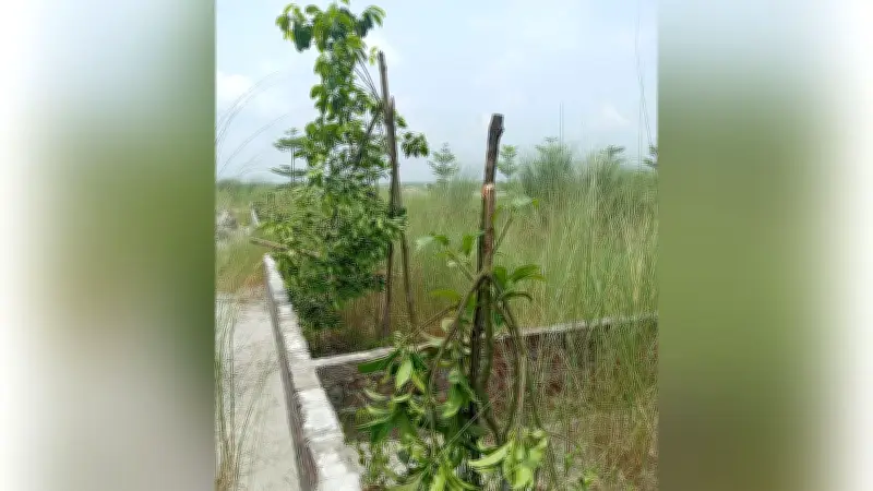 মাধবদীতে বন্ধুসভার রোপণ করা শতাধিক গাছের চারা কেটে ধ্বংস