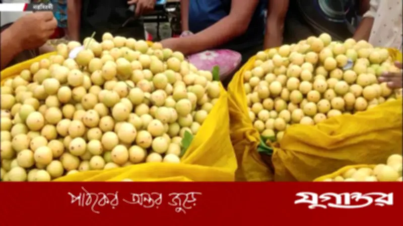 বর্ষার লটকন: স্বাদ ও পুষ্টিগুণে ভরপুর ফল, জানুন উপকারিতা ও সাবধানতা