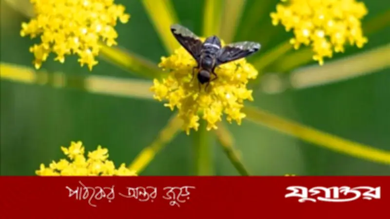 পৃথিবীতে এখনো অজানা প্রায় ২ কোটি পোকামাকড়ের প্রজাতি