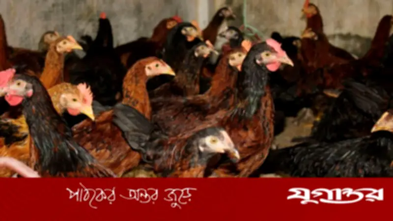 বাকৃবির গবেষকদের নতুন মুরগির জাত: ৪৫ দিনে ১ কেজি ওজন, লাল মাংস