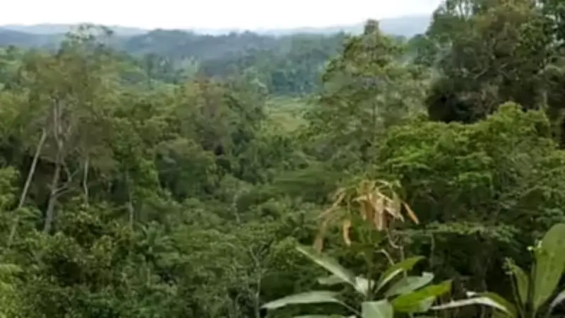 বড় গাছের খরা সহনশীলতার নতুন কৌশল আবিষ্কার