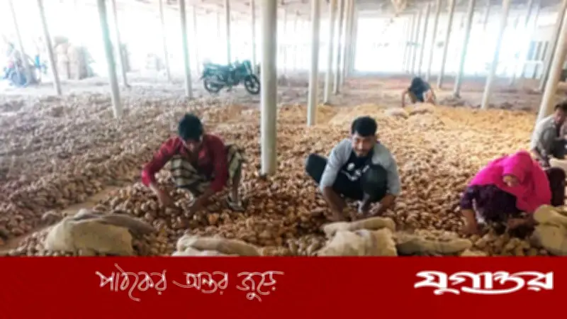 আলুর দাম বাড়লেও লাভ নেই বগুড়ার কৃষকদের, হিমাগার ভাড়া নিয়ে বিরোধ