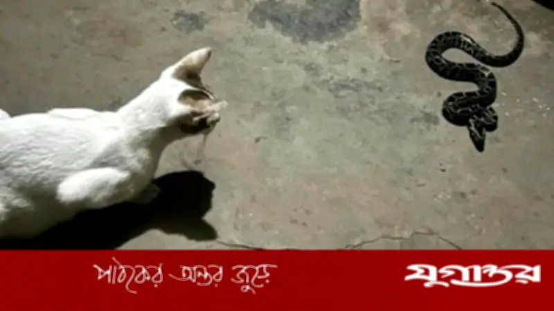 বিড়ালের অস্বাভাবিক ডাকে ধরা পড়ল অজগরের ছানা, বনে অবমুক্ত