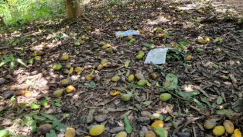 বান্দরবানে রাংগোয়াই আমের বাম্পার ফলন, ক্রেতার অভাবে পচে নষ্ট হচ্ছে হাজার মণ