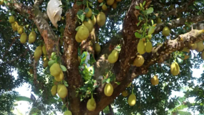 কাঁঠালের আত্মীয়স্বজন: ডুমুর, তুঁত, ব্রেডফ্রুট ও অন্যান্য