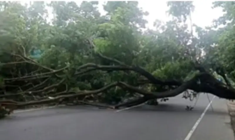 গাছ কেটে বিক্ষোভ: সওজের মামলায় গ্রেপ্তার ২, আসামি ৮০