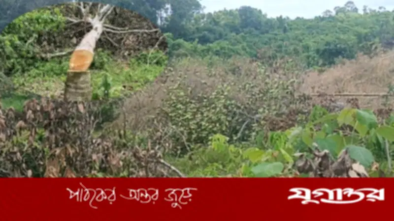 ফটিকছড়িতে রাবার বাগান কর্তৃপক্ষের বিরুদ্ধে শতাধিক ফলের গাছ কাটার অভিযোগ