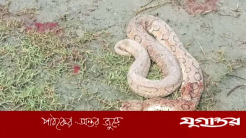 হাতিয়ায় বসতবাড়ির জালে রাসেলস ভাইপার, পিটিয়ে হত্যা
