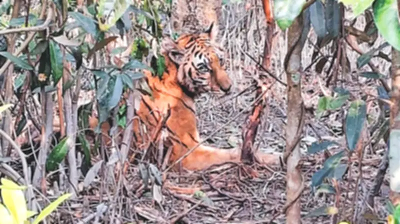 সুন্দরবনের ফাঁদ থেকে উদ্ধার বাঘিনী: বনে ফেরা কি সম্ভব?