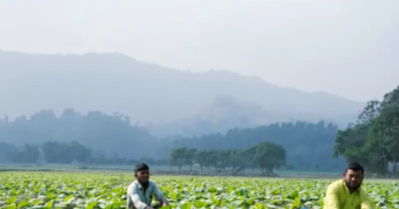 তামাকের ধোঁয়ায় ঢাকা আলীকদম: ঋণ, শ্রম আর বনের গল্প
