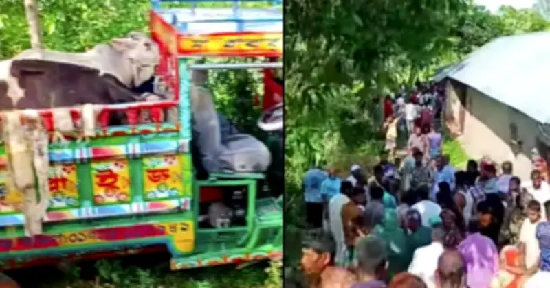 বগুড়ায় গরুবোঝাই ভটভটি ও বাইসাইকেল সংঘর্ষে দুইজন নিহত, চার আহত