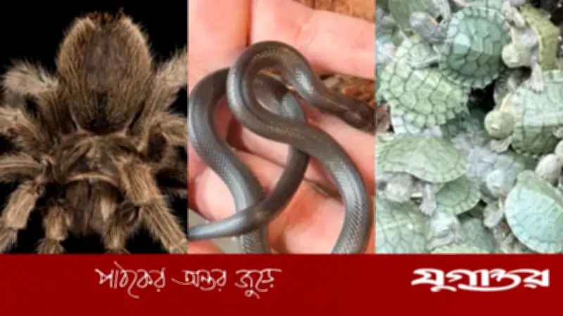 বাংলাদেশে বিদেশি মাকড়সা ও সাপ আমদানি: কারণ ও নিয়ম