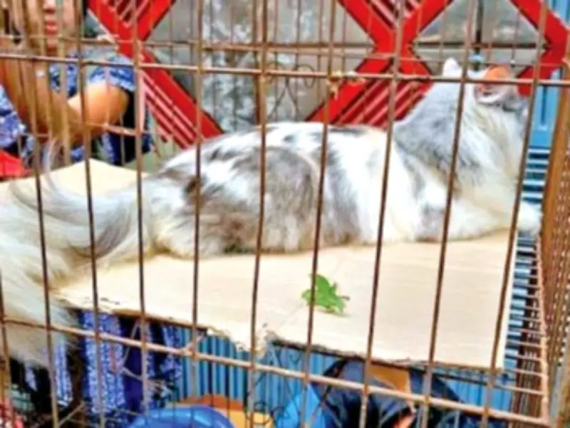 মিরপুর পোষা প্রাণীর বাজারে বন্যপ্রাণী বিক্রির চাঞ্চল্যকর তথ্য