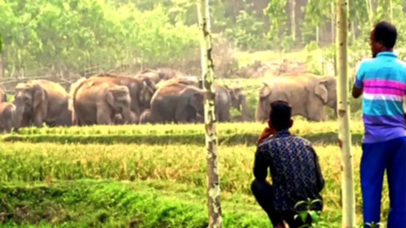 বন্যহাতির খাদ্যভান্ডার গড়ে না ওঠায় বিপাকে পাহাড়ি গ্রামবাসী