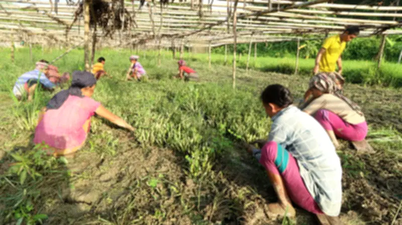 বাংলাদেশের বিভিন্ন স্থান থেকে ফুটবল উন্মাদনা ও প্রকৃতির ছবি
