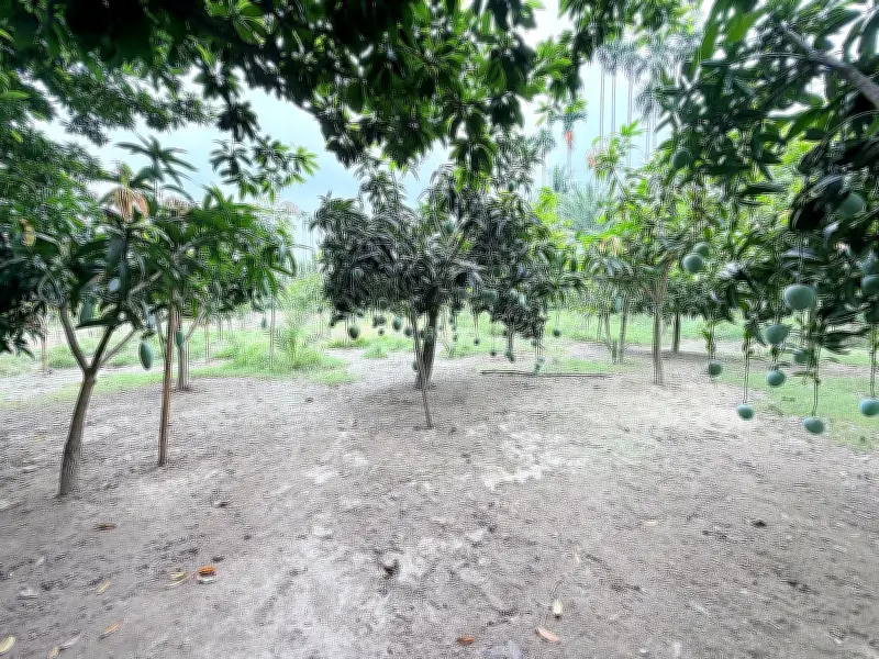 যশোরে ৭৫ জাতের আমের বাগান, পুকুরে দেশি মাছ ও হাঁস