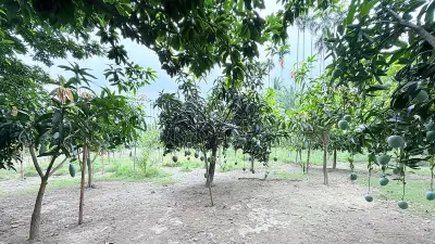 ৭৫ জাতের আমের বাগান: আবদুল্লাহ মাসুদের স্বপ্নের প্রকল্প