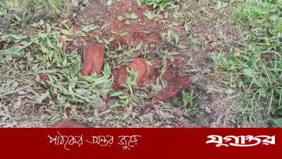 বাবুগঞ্জে সামাজিক বনায়নের ৩২ মেহগনি গাছ কেটে বিক্রির অভিযোগ আ.লীগ নেতার বিরুদ্ধে