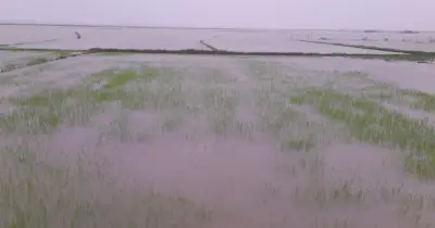 টানা বৃষ্টিতে পটুয়াখালীর বাউফলে জনজীবন বিপর্যস্ত, প্লাবিত বীজতলা ও মাছের ঘের