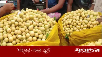 বর্ষার লটকন: স্বাদ ও পুষ্টিগুণে ভরপুর ফল, জানুন উপকারিতা ও সাবধানতা