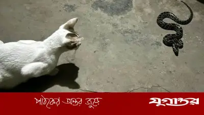 বিড়ালের অস্বাভাবিক ডাকে ধরা পড়ল অজগরের ছানা, বনে অবমুক্ত