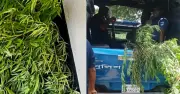 পানের বরজের আড়ালে ১২ কেজির গাঁজা গাছ উদ্ধার, গ্রেপ্তার ১