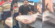 রাজবাড়ীতে ৩৫ কেজি কাতল মাছ ৭৩ হাজার ৫০০ টাকায় বিক্রি