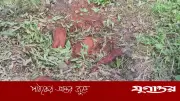 বাবুগঞ্জে সামাজিক বনায়নের ৩২ মেহগনি গাছ কেটে বিক্রির অভিযোগ আ.লীগ নেতার বিরুদ্ধে