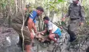 সুন্দরবনে ফাঁদে আটকা চিত্রা হরিণ উদ্ধার, ১২ ফাঁদ জব্দ