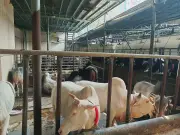 সাদিক অ্যাগ্রোর বিরুদ্ধে ১৩৩ কোটি টাকার মানি লন্ডারিং ও গরু চোরাচালানের প্রমাণ পেয়েছে সিআইডি