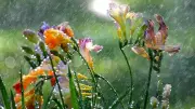 টানা বৃষ্টির আভাস, কমবে তাপমাত্রা; জুলাই আন্দোলন নিয়ে অপপ্রচার