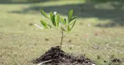 খুলনা অঞ্চলে ৯৩ হাজার ৯৪৫টি চারা বিতরণ করেছে কৃষি সম্প্রসারণ অধিদপ্তর