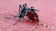 সারাদেশে ডেঙ্গুতে ১৩৯ আক্রান্ত, নোয়াখালীতে সড়ক দুর্ঘটনায় মাদরাসাছাত্রের মৃত্যু