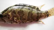 ভেদা মাছ কি সত্যিই কাদা খায়? জানুন আসল ঘটনা