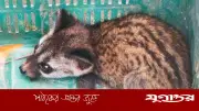 বিপন্ন প্রজাতির গন্ধগোকুল উদ্ধার বরিশালের বাবুগঞ্জে