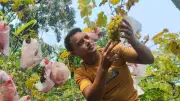 আঙুর চাষে সফল জুয়েল মিয়া, মাসিক আয় ৩০ হাজার টাকা