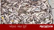 পটিয়ায় দুর্বৃত্তের বিষে সাড়ে ৪ লাখ টাকার পোনা মাছ নিধন