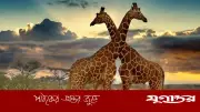 জিরাফের যোগ-বিয়োগ বোঝার ক্ষমতা প্রমাণিত: গবেষণায় চমকপ্রদ তথ্য