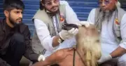বাউল-ফকির ও সন্ন্যাসীদের ওপর হামলা তদন্তের নির্দেশ হাইকোর্টের