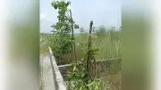 মাধবদীতে বন্ধুসভার রোপণ করা শতাধিক গাছের চারা কেটে ধ্বংস