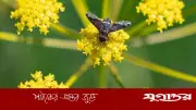 পৃথিবীতে এখনো অজানা প্রায় ২ কোটি পোকামাকড়ের প্রজাতি