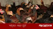 বাকৃবির গবেষকদের নতুন মুরগির জাত: ৪৫ দিনে ১ কেজি ওজন, লাল মাংস